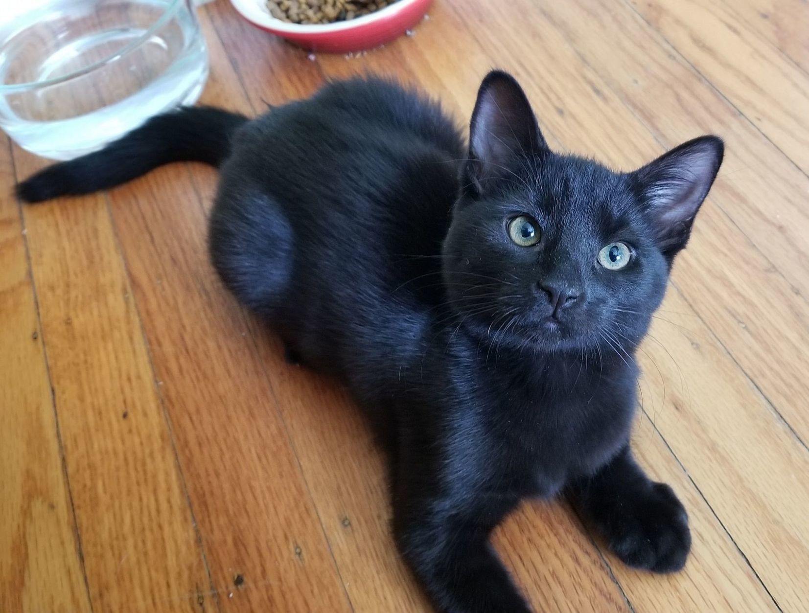 Adopt a Pet | Sebastian